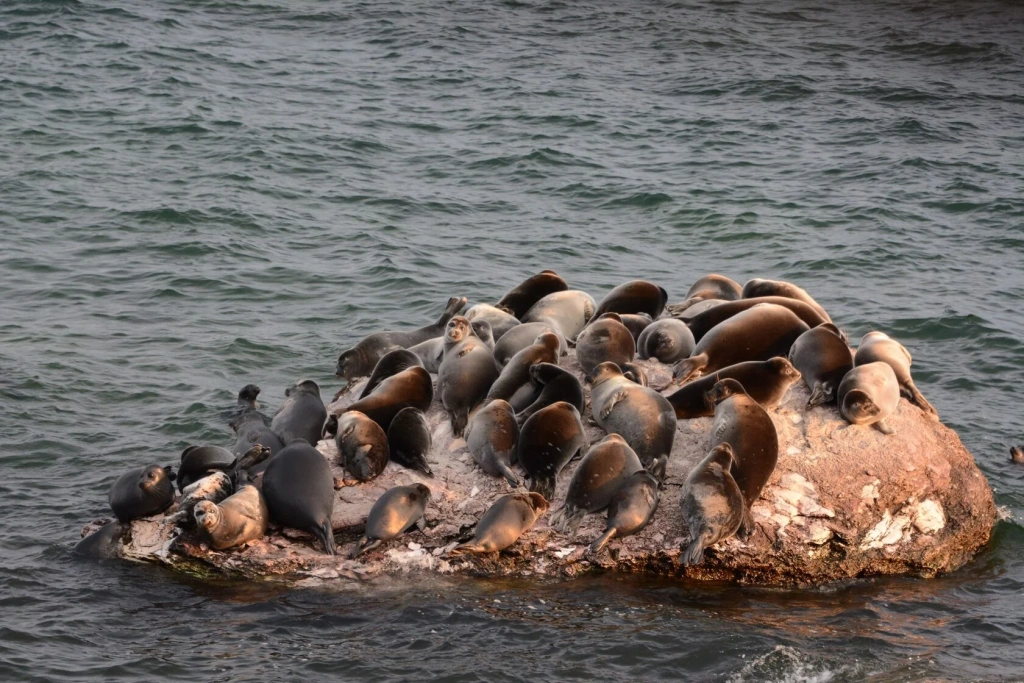 Итогом проекта "Изучение нерпы на Ушканьих островах» стало получение 5000 фотографий и 48 видео 