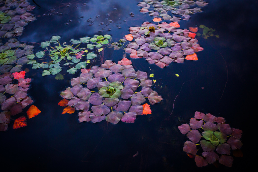 Чилим, водяной орех, фото Александра Щербакова