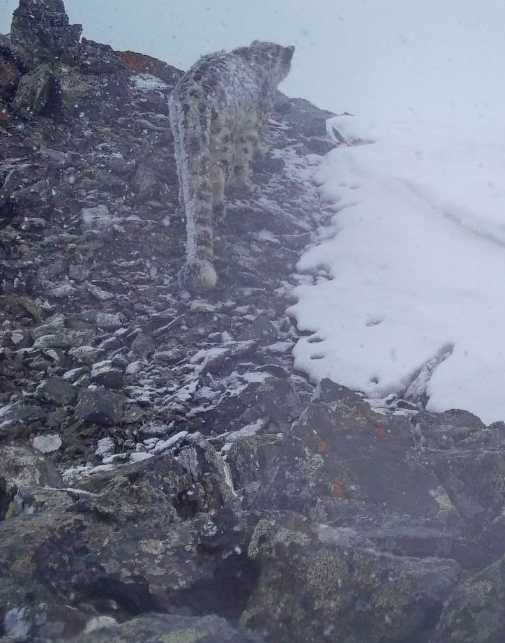 Алтайский заповедник представил опыт изучения снежного барса на российско-киргизском совещании