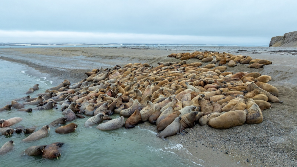 Лежбище моржей на Оранских островах в нацпарке Русская Арктика_Илья Тимин