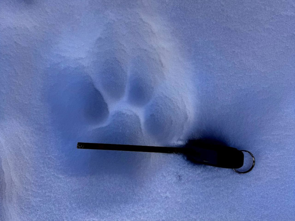 Ученые учитывали встречи с ирбисом вживую и следы краснокнижного хищника