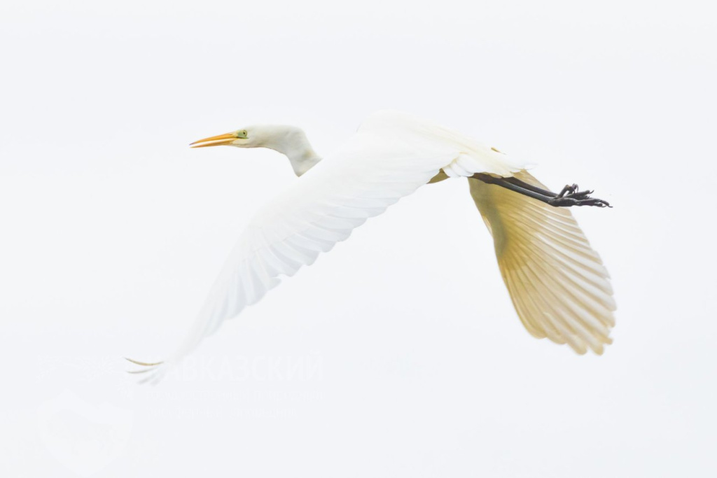 Приазовский заказник_Зима 2025_Фото Александр Перевозов.jpg