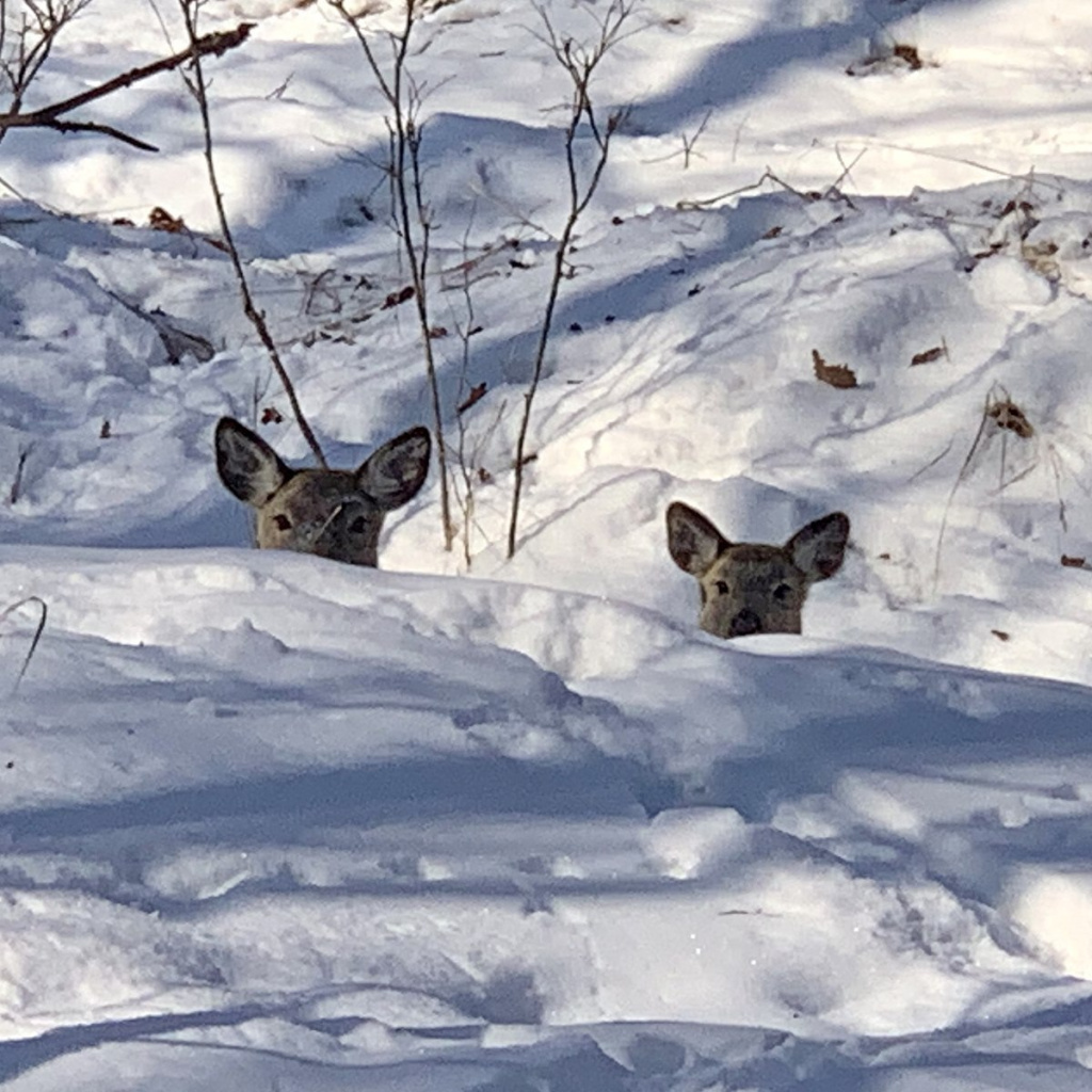 Многоснежные зимы и насты - испытание для копытных_Нацпарк Земля леопарда