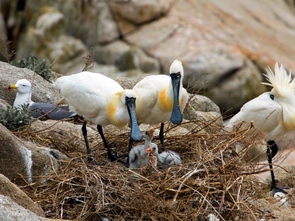 Колпицы-(А.-Ратников)