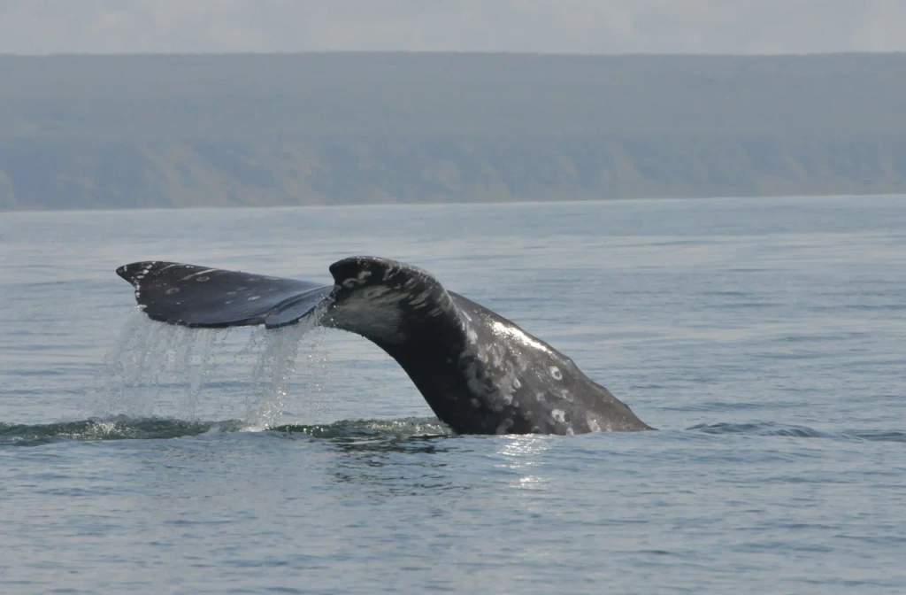 Серые киты нагуливают жир в Кроноцком заливе_Кроноцкий заповедник