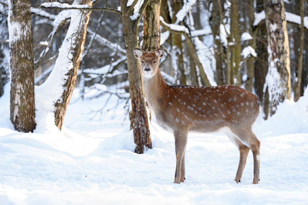 Оленья тропа в национальном парке Лосиный остров