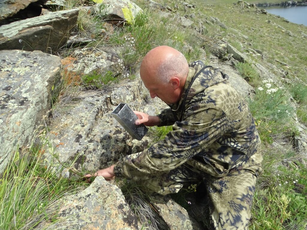 В Прибайкальском нацпарке восстанавливают численность ольхонской полёвки 