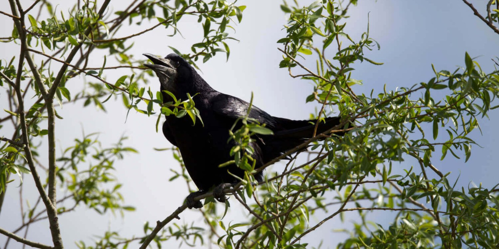 Астраханский заповедник_Грач_Фото Евгения Полонского