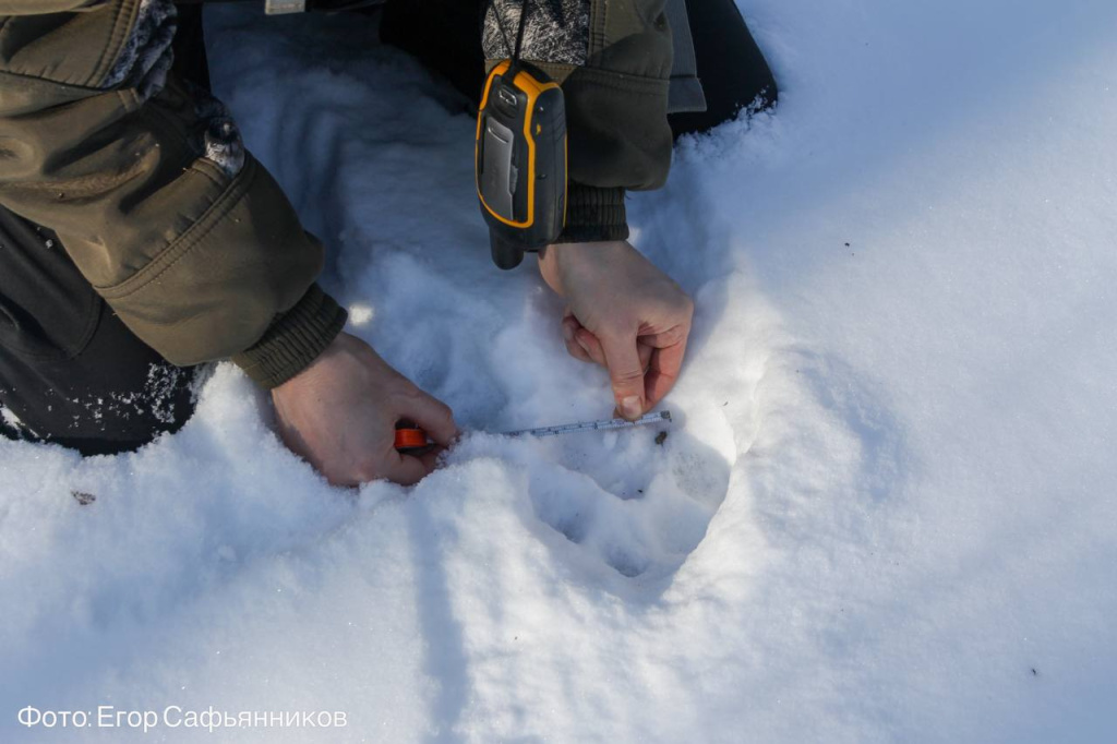 Замер следа_Фото Егора Сафьянникова