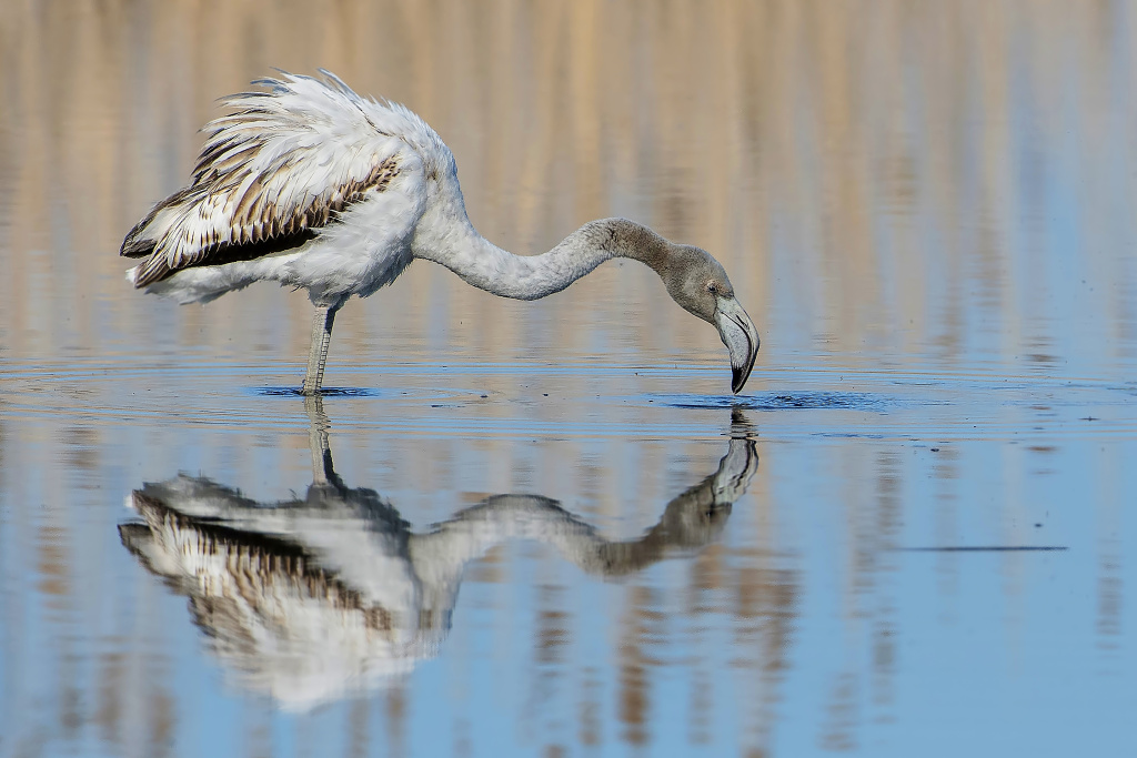 Фламинго Самурский заказник В.Тяхт.