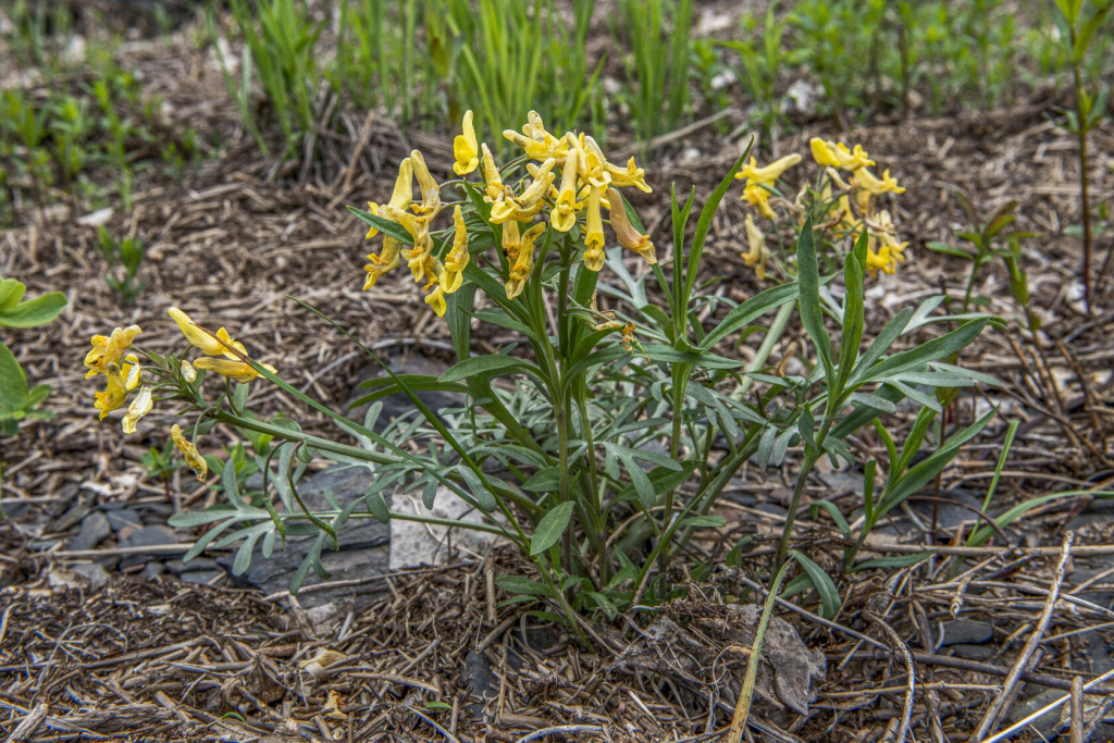 Хохлатка Горинская_Александра Степанова