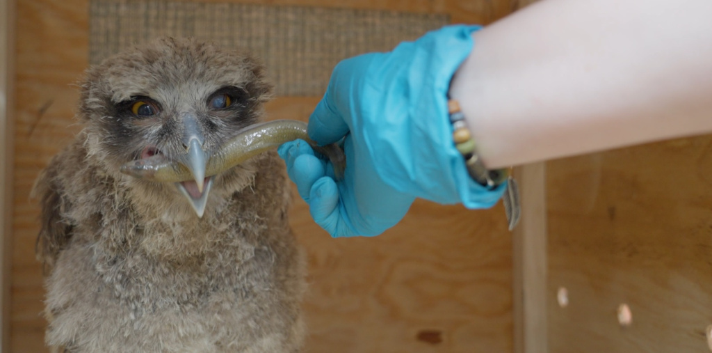 Рыбный филин есть рыбу_Фото пресс-службы Московского зоопарка