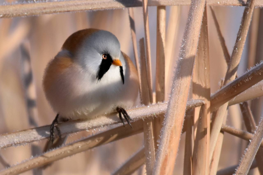 Усатая синица в Астраханском заповеднике_Фото Алены Рыжовой