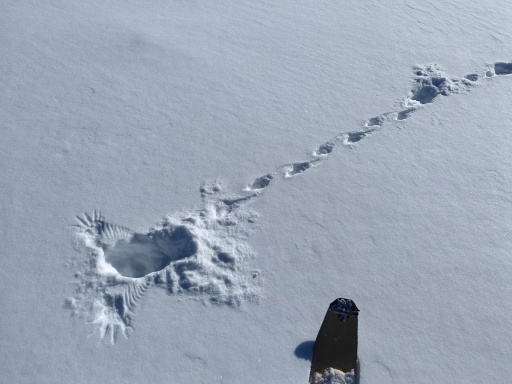 Куропатка_Дмитрий Балакирев