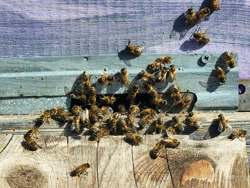 На ООПТ занимаются изучением и сохранением бурзянской популяции среднерусской породы пчел