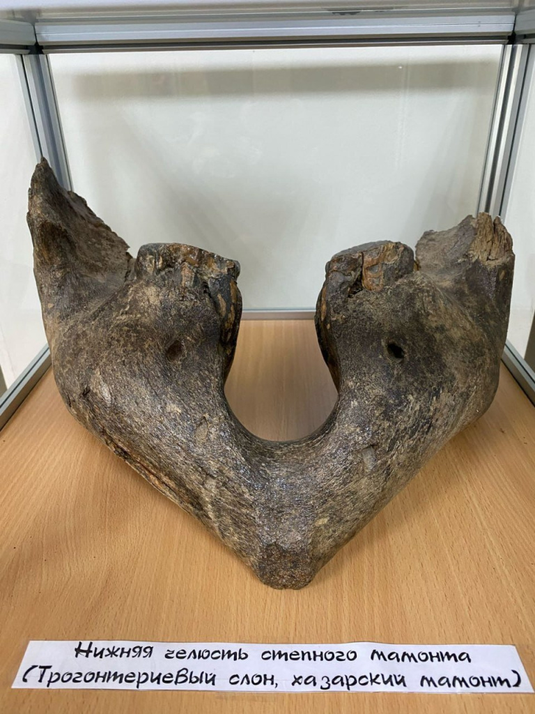 Челюсть степного мамонта в музее заповедника Черные земли 