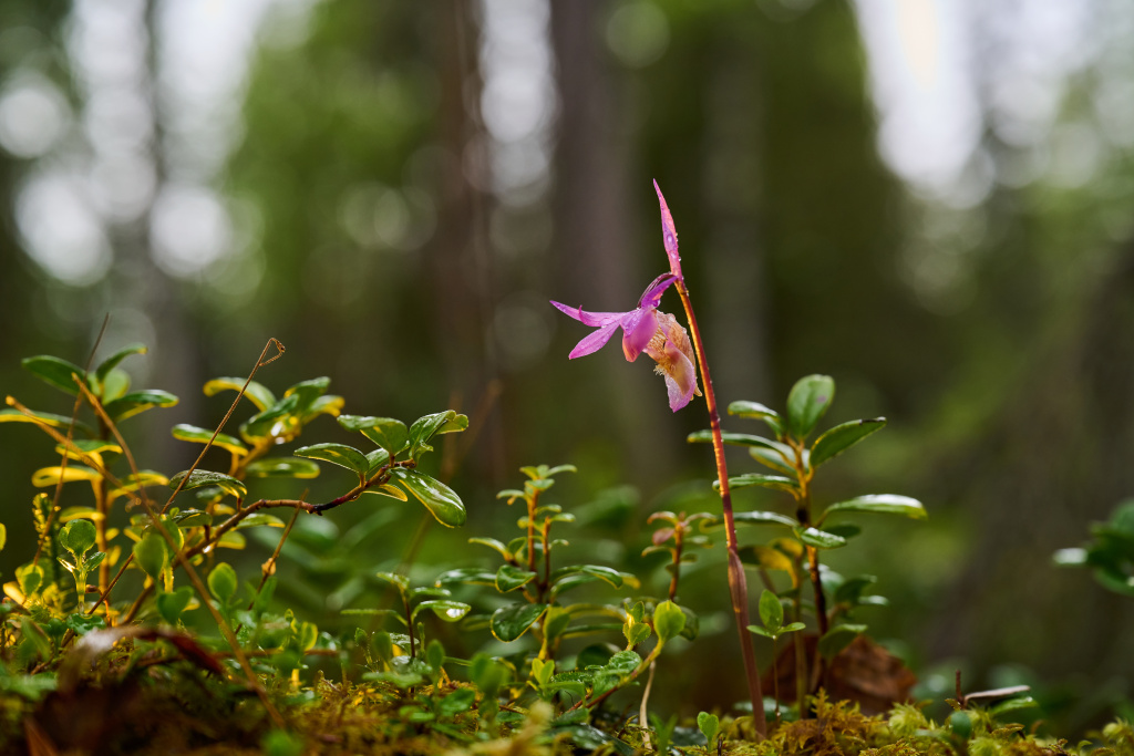 Орхидея Калипсо_Фото Сергей Шестаков