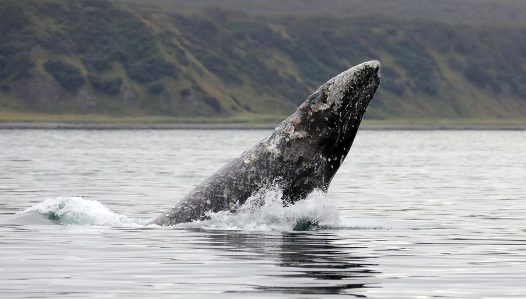 Серый кит_Евгения Волкова_Кроноцкий залив