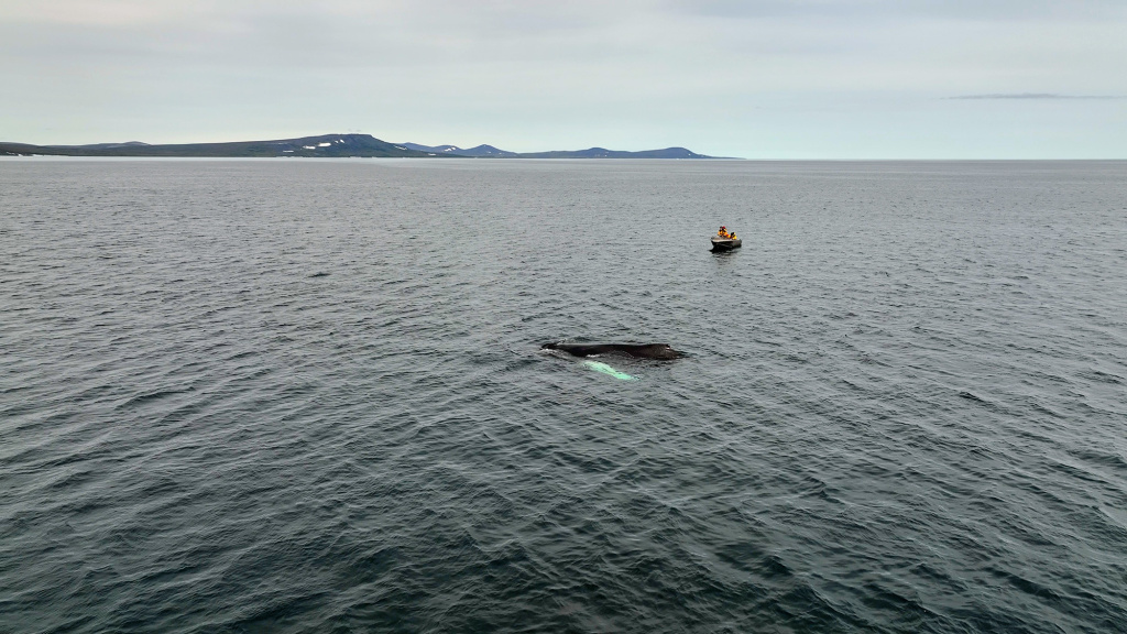 Исследования китообразных в нацпарке Берингия_Фото Максима Антипина