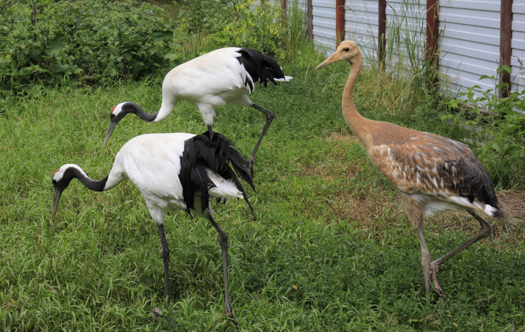 Семья японского журавля (Красная книга России) в питомнике заповедника.JPG