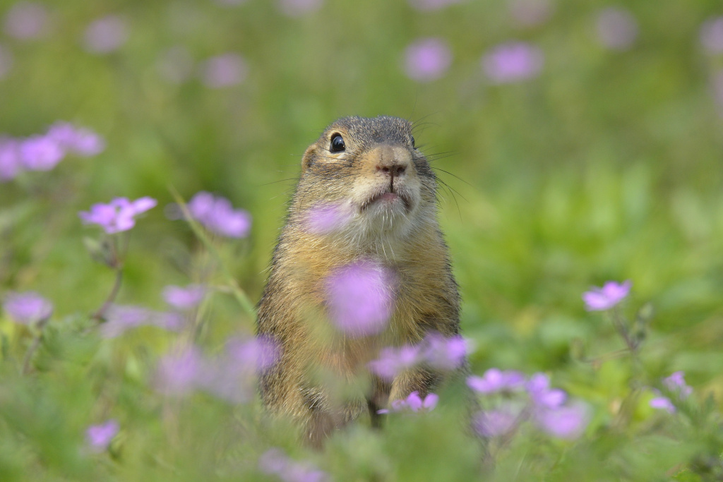 Крапчатые суслики благополучно освоились на новом месте_Николай Шпиленок