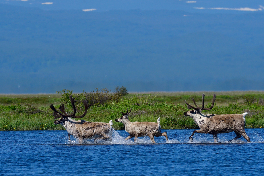 Автор фото Алексей Маслов_.jpg