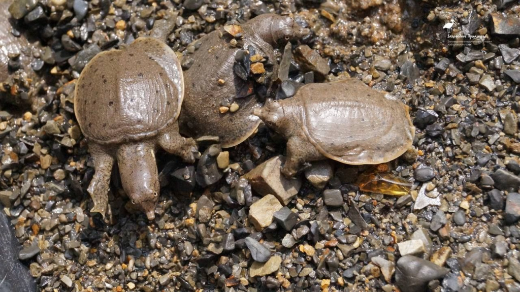Озеро Гасси в Анюйском нацпарке относится к числу важных мест размножения дальневосточной черепахи