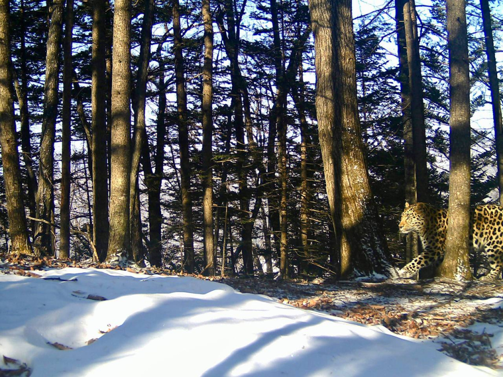 Дальневосточный леопард спешит на свидание_Нацпарк Земля леопарда