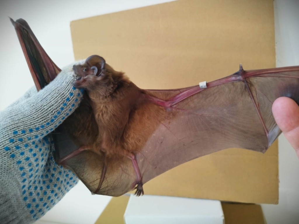 Гигантская вечерница. Кольцевание в заповеднике Утриш