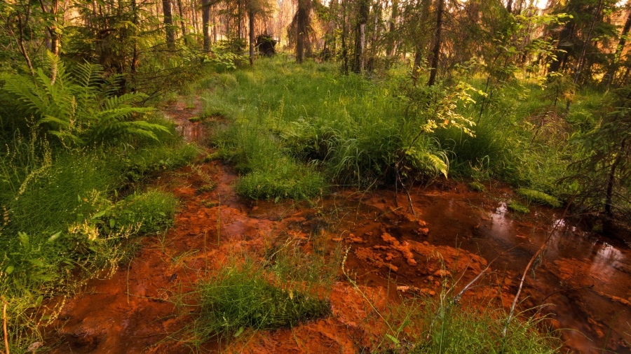 Болотов заповеднике Кивач_Фото А. и Н.Федотовы