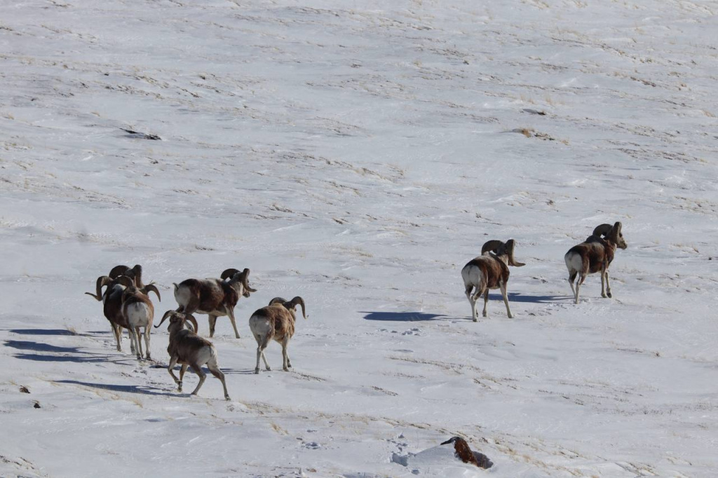 Алтайские горные бараны на горном склоне_Фото Алексея Кужлекова