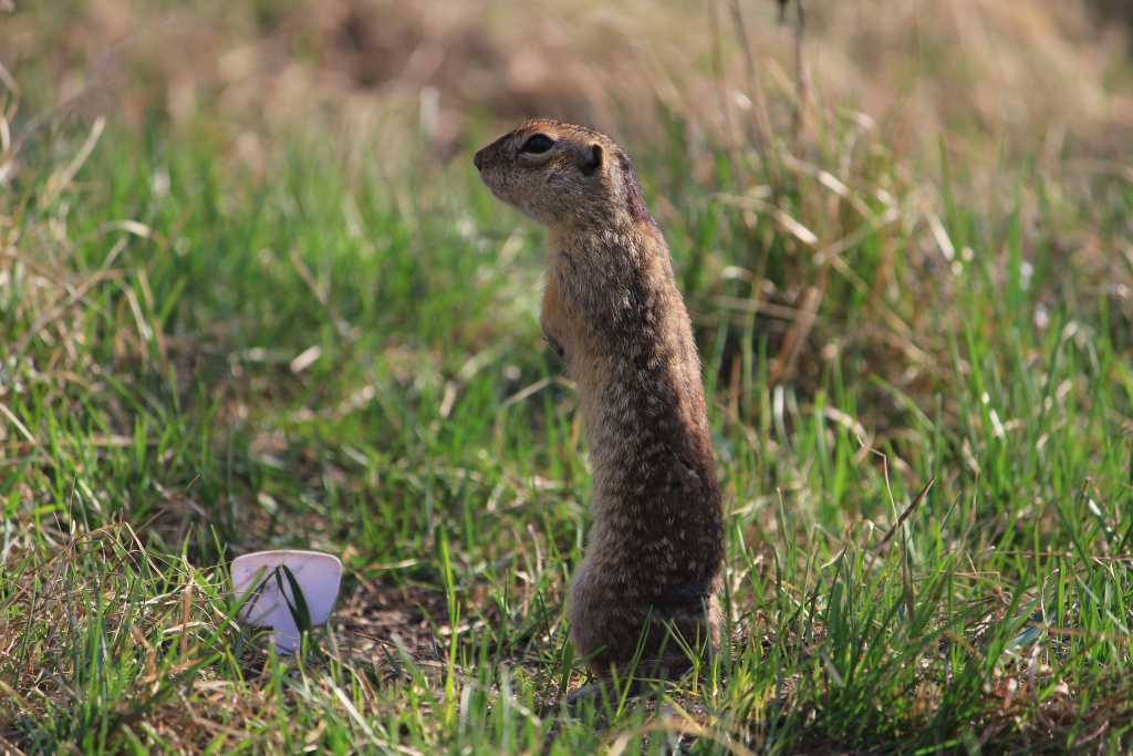 Более чем в 2 раза увеличилась популяция краснокнижных крапчатых сусликов в Воронинском заповеднике