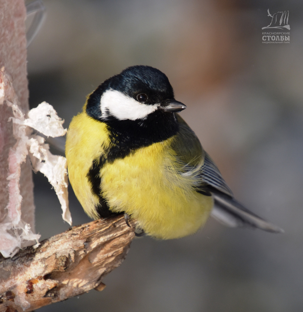Большая синица на Красноярских столбах
