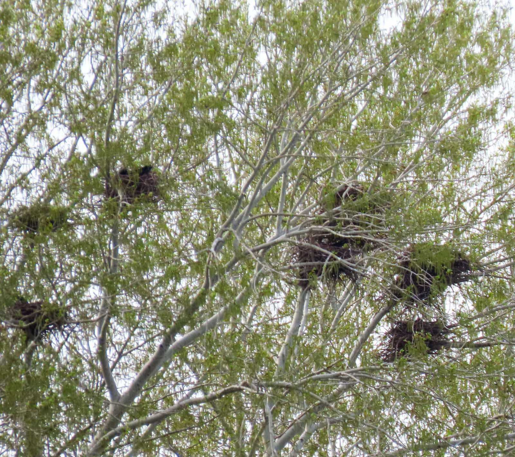 Гнездовые колонии грачей_Фото Анастасии Нестеровой