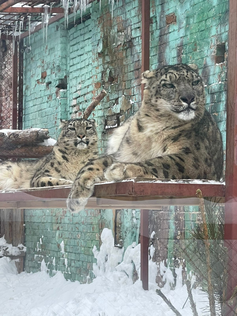 Родители барсят - Аксу и Снежек_Фото пресс-службы Пермского зоопарка