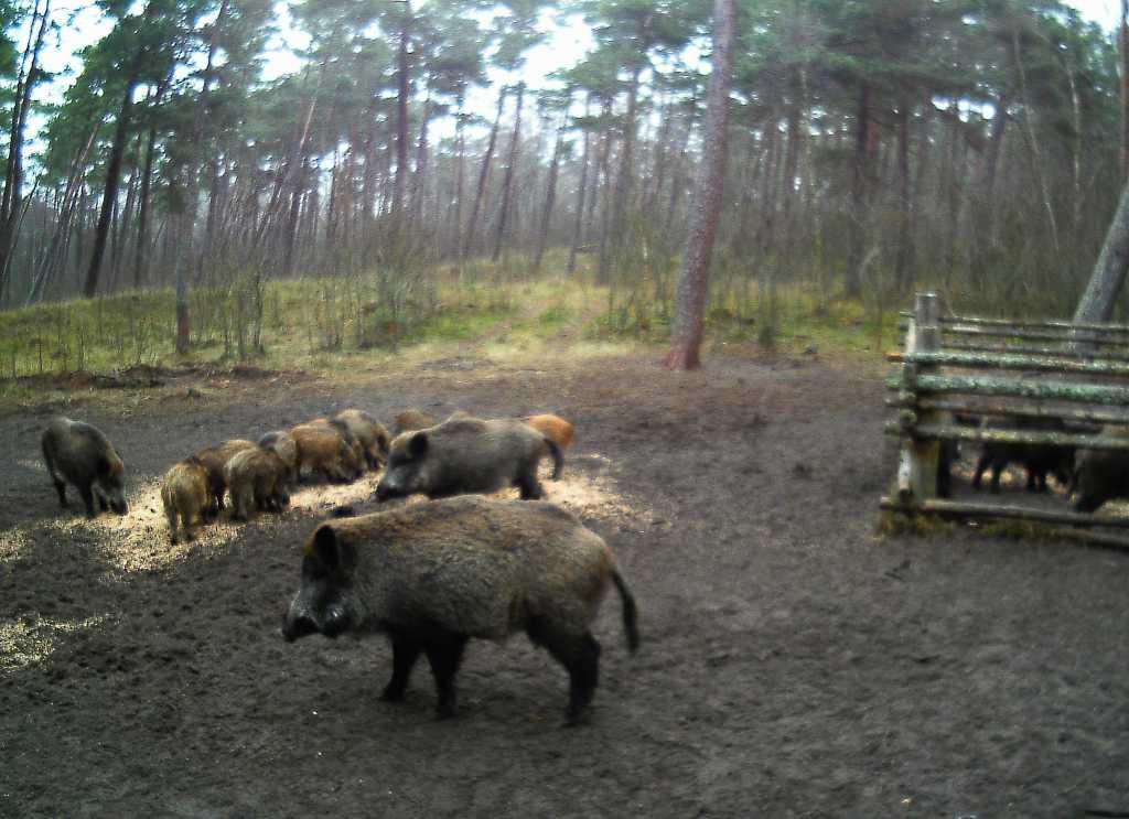 Подкормка кабанов в нацпарке Куршская коса