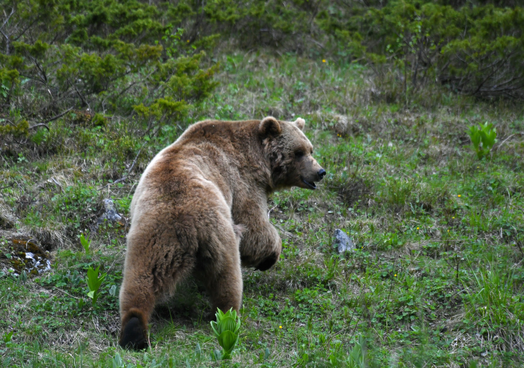 Учет бурого медведя в Кавказском заповеднике 