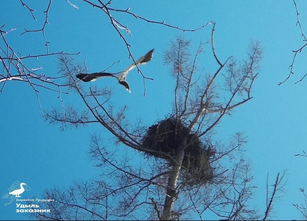 Забота самца о самке, высиживающей птенцов. Кадр с фотоловушки