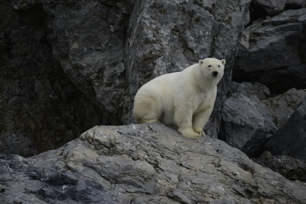 Белый медведь_Фото Татьяна Придорожная