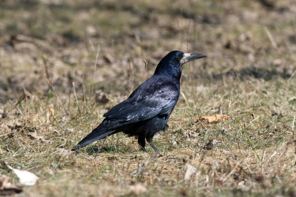 Грач_Приокско-Террасный заповедник_Фото А.В. Куличенко