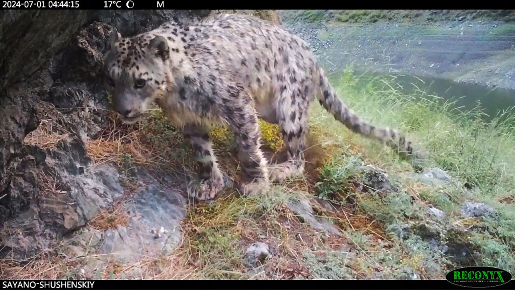 Самец снежного барса по кличке Опер позирует перед фотоловушкой мокрым. Саяно-Шушенский заповедник.jpg