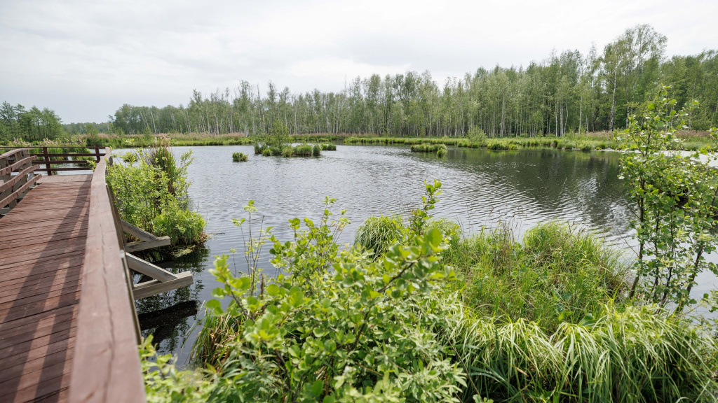 В 2025 году в нацпарке Лосиный остров открылся обновленный живописный маршрут Заповедный лес_Олег Сосницкий