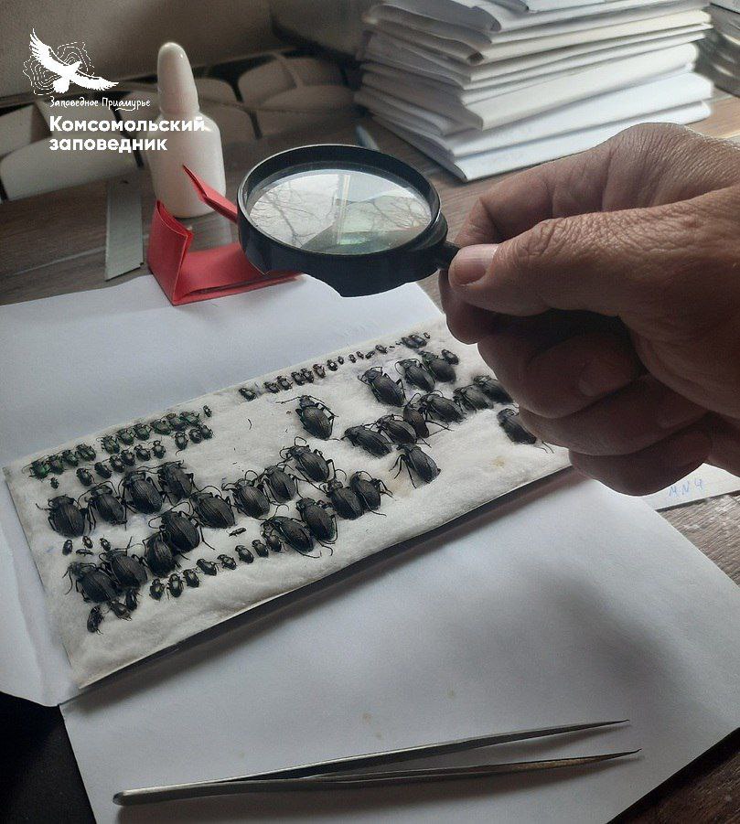 В Анюйском нацпарке обнаружены новые виды жужелиц