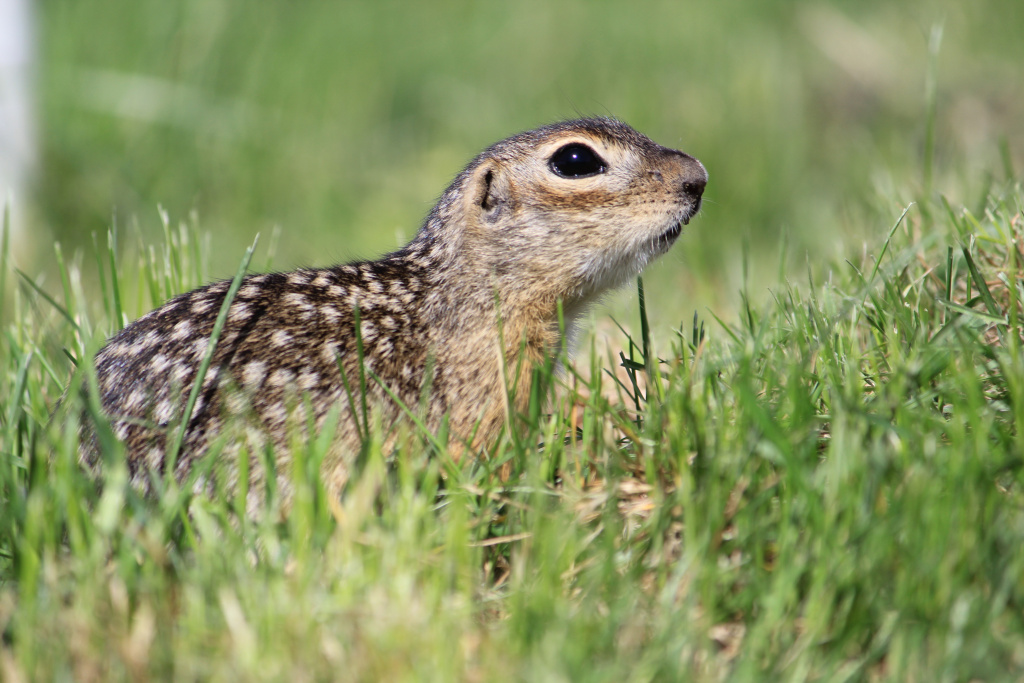 Крапчатый суслик - редкий исчезающий вид, занесенный в Красный список МСОП, включен в Красную книгу России.