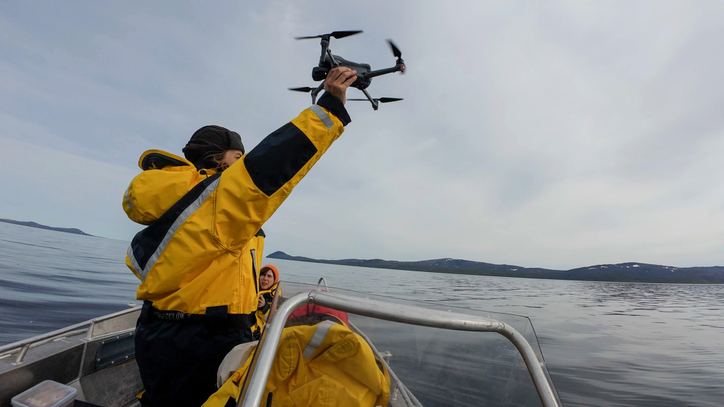 Краснокнижных горбатых китов начали изучать с помощью дронов_Фото Максима Антипина
