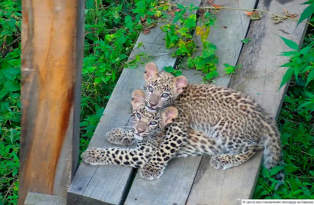 Котята переднеазиатского леопарда_Фото Центра восстановления леопарда на Кавказе .png