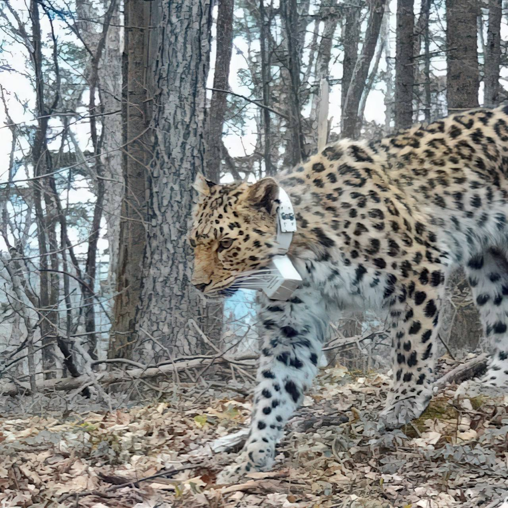 Леопард Нарва осваивает новые участки Уссурийского заповедника