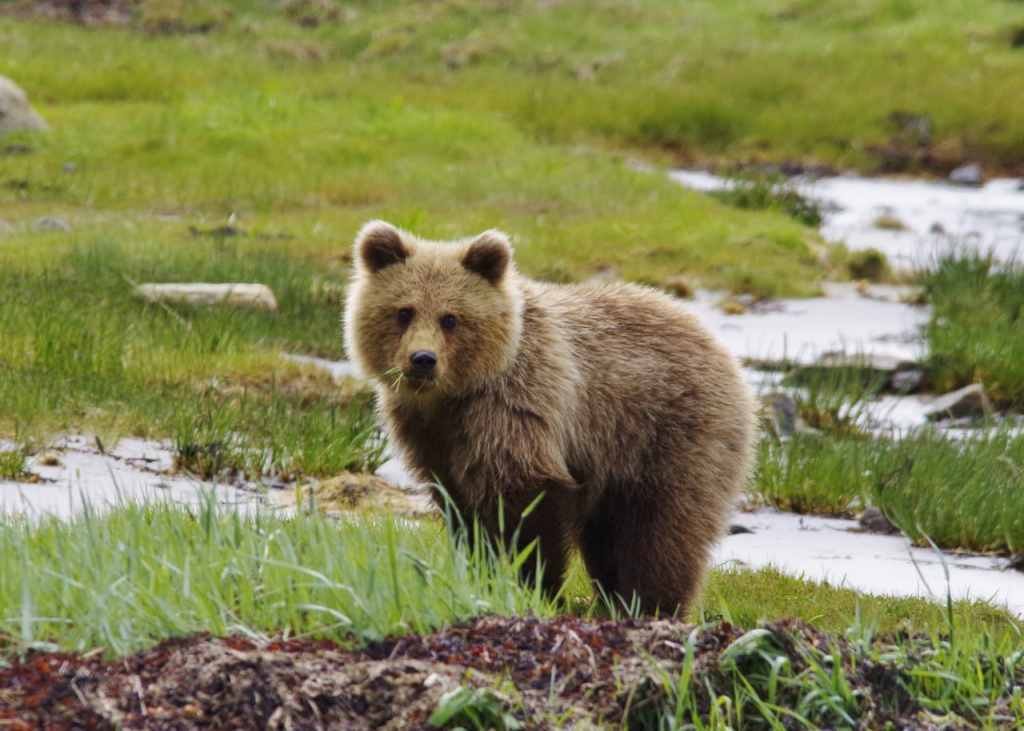 Бурый медведь_Фото Василия Вощикова