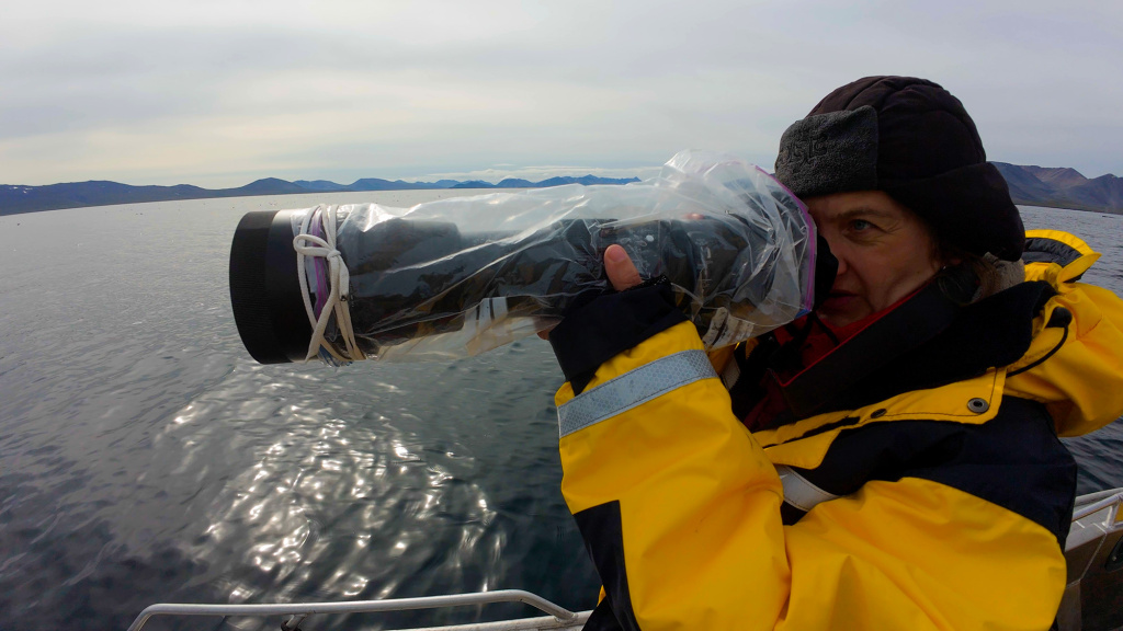 В фокусе - горбатый кит_нацпарк Берингия_2024 год_Фото Максима Антипина