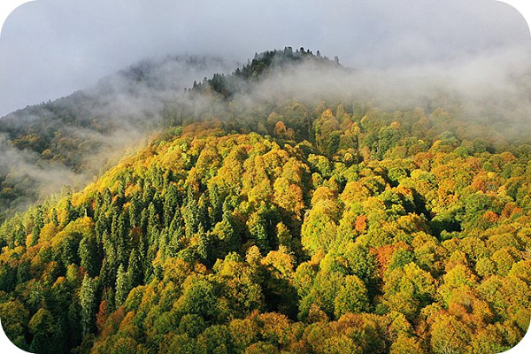 Caucasus Nature Reserve  (Republic of Adygea/ Krasnodar Krai/ Karachay-Cherkess Republic)